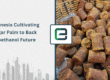 indonesia-cultivating-sugar-palm-to-back-bioethanol-future-1024x512